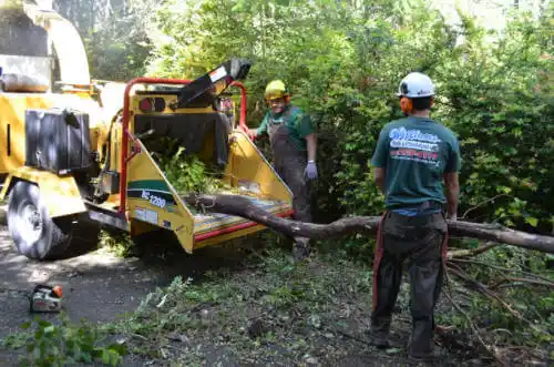 tree services Cambridge